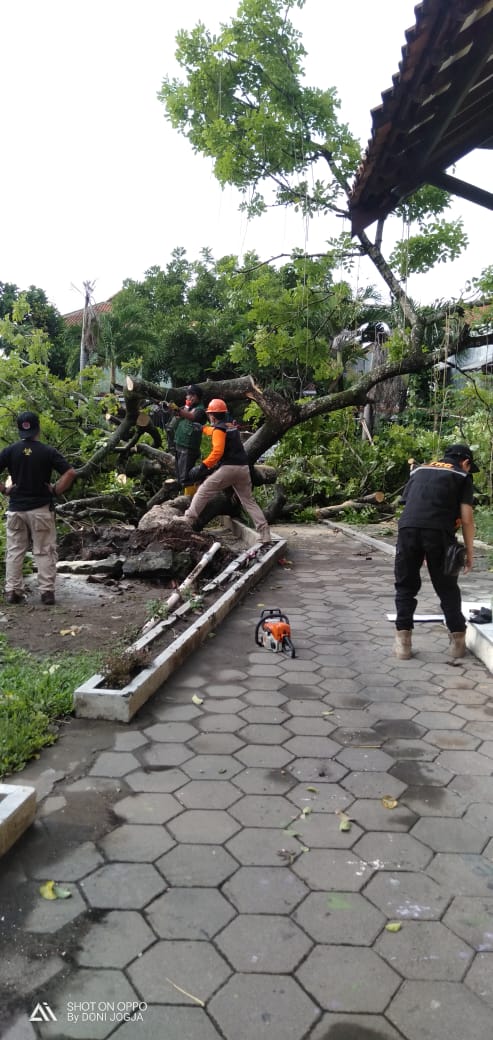 Pohon Tumbang di Rejosari Rejowinangun