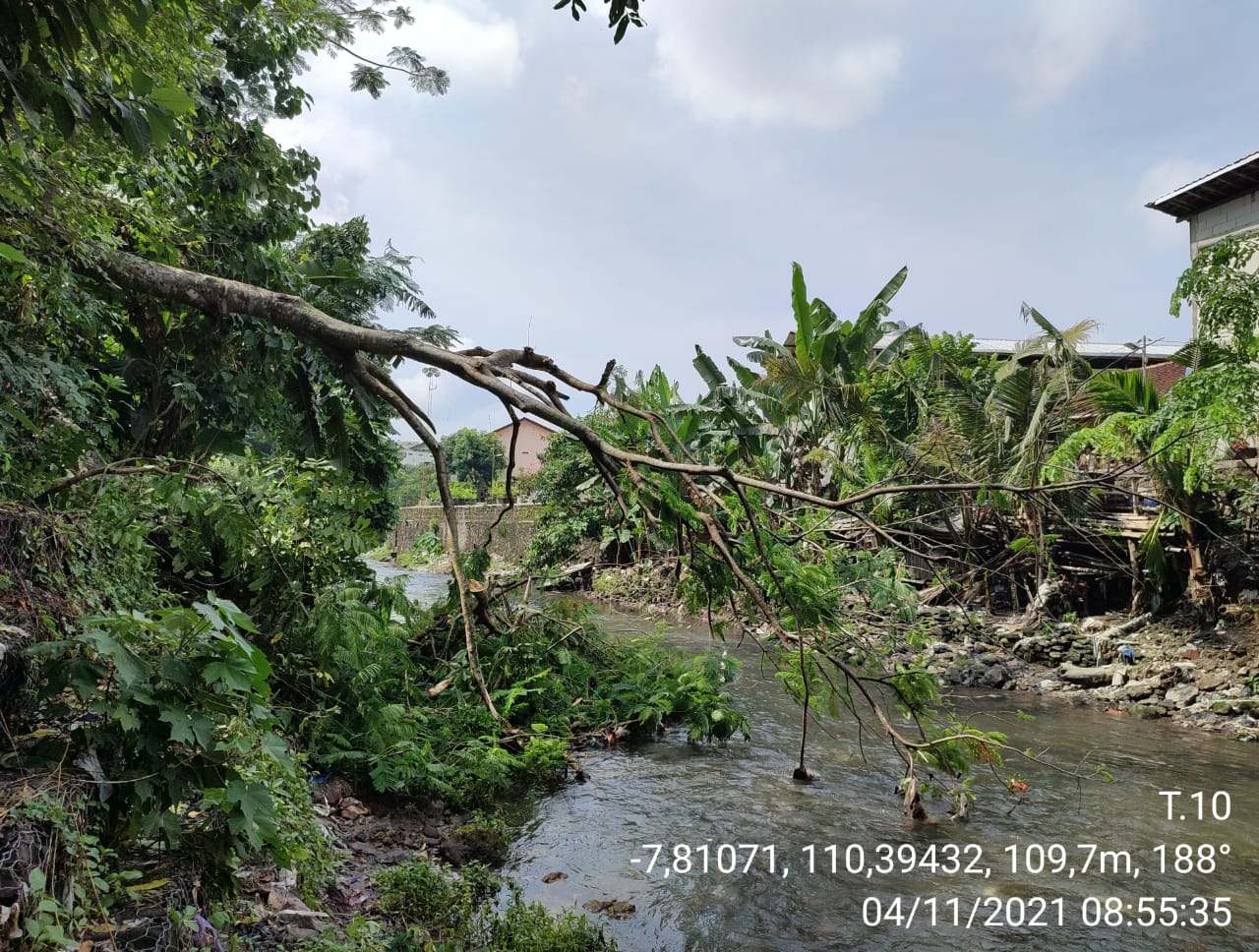 Pohon Tumbang di Rejowinangun