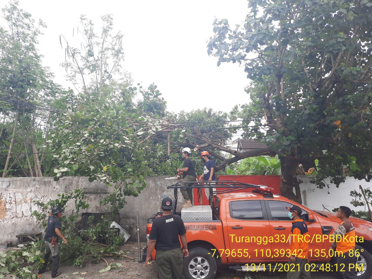 Pohon Tumbang di Muja Muju