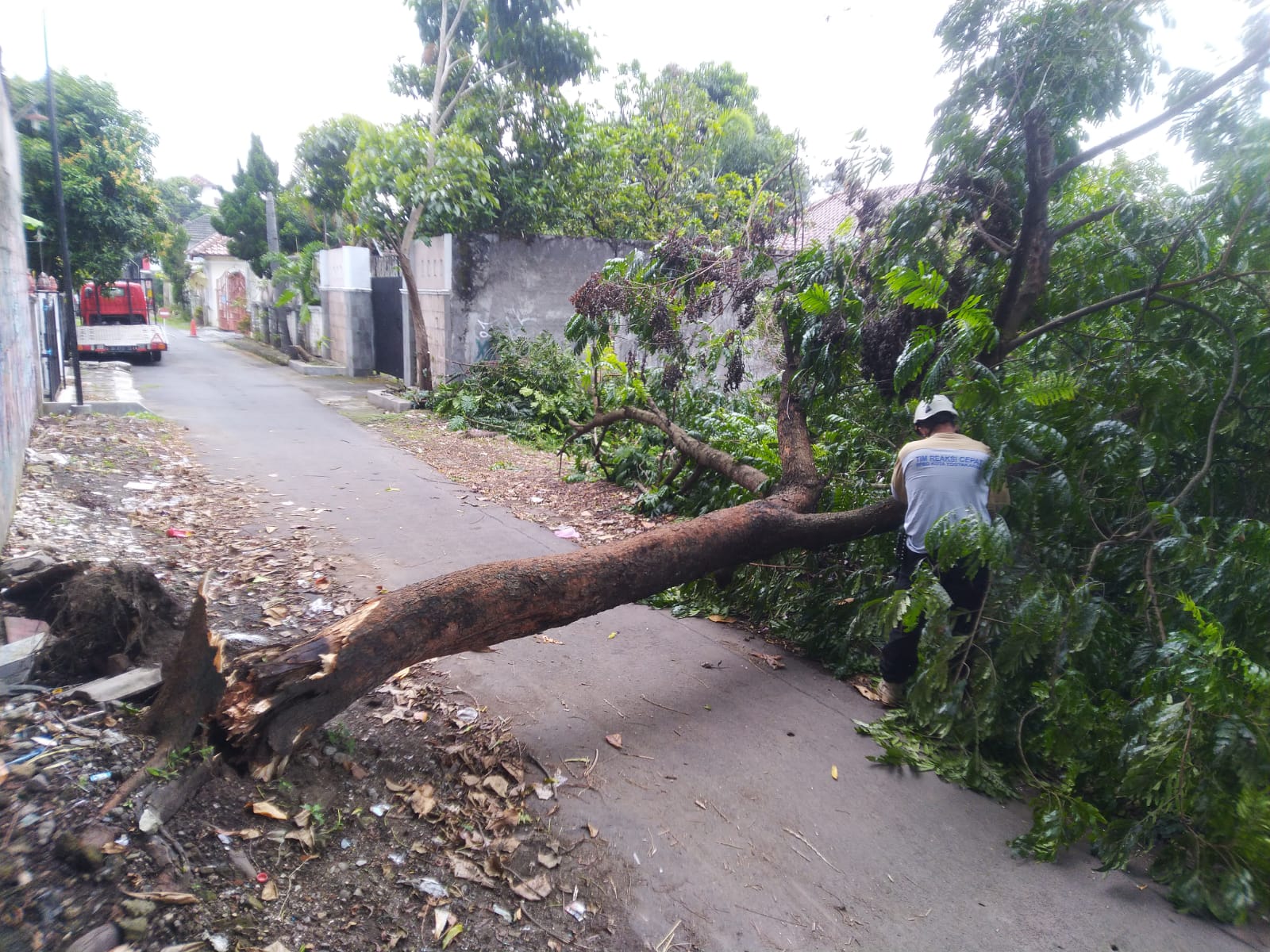 Pohon Tumbang di Giwangan