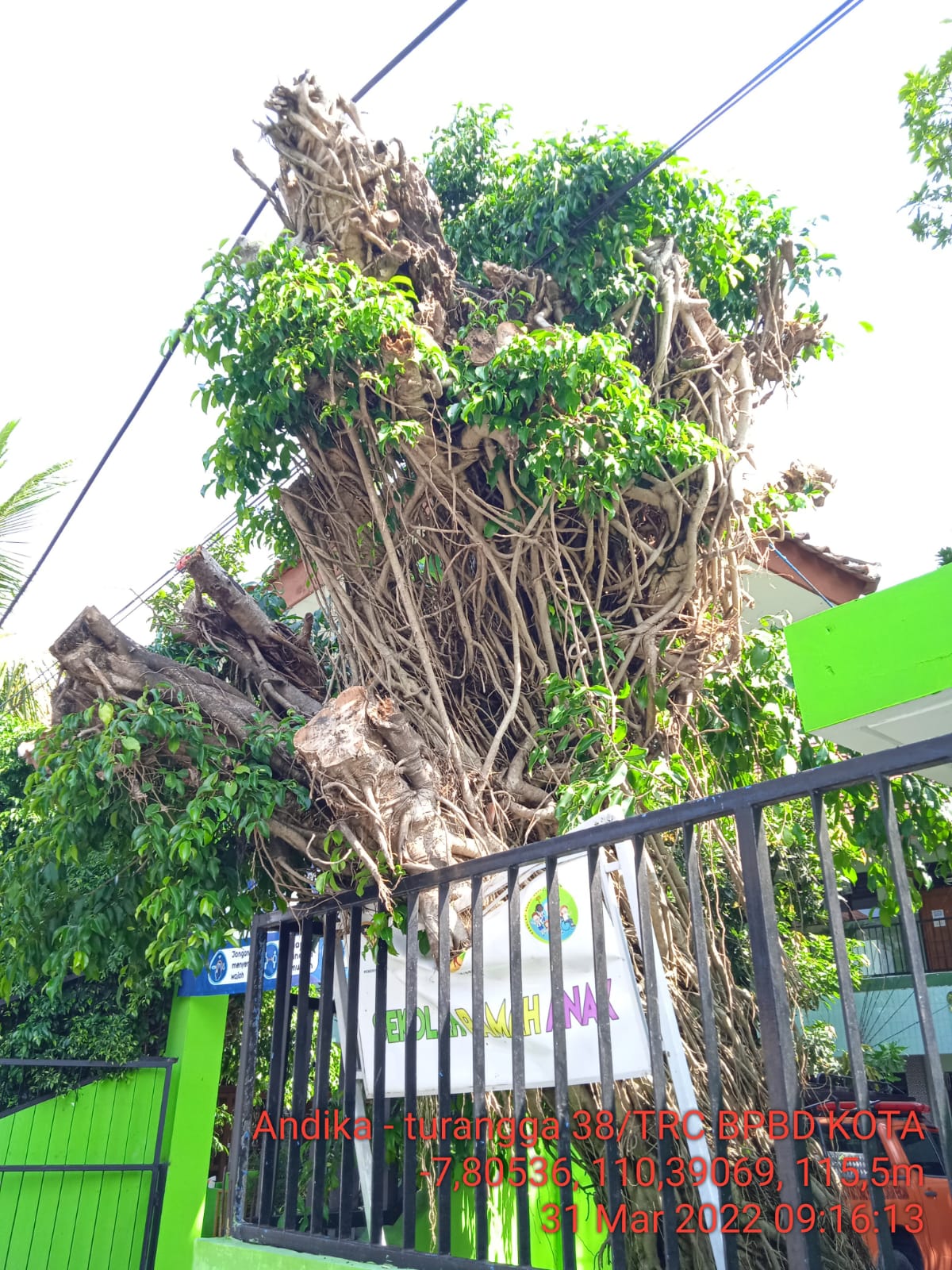 Pohon Tumbang di SDN Glagah